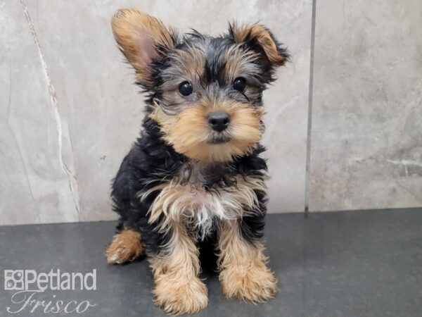 Yorkshire Terrier-DOG-Male-Black and Tan-27850-Petland Frisco & Mckinney, Texas