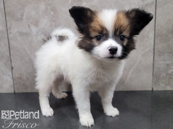 Papillon DOG Male White and Sable 27851 Petland Frisco, Texas