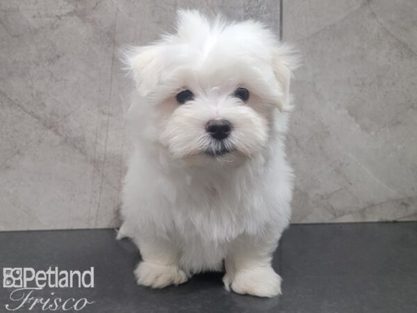 Maltese DOG Male White 27852 Petland Frisco & Mckinney, Texas