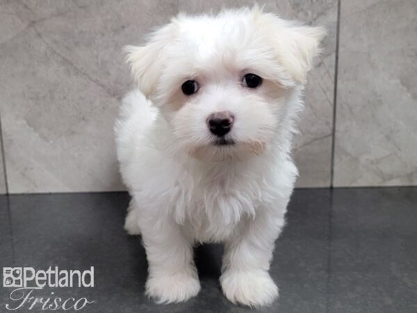 Maltese-DOG-Female-White-27853-Petland Frisco, Texas