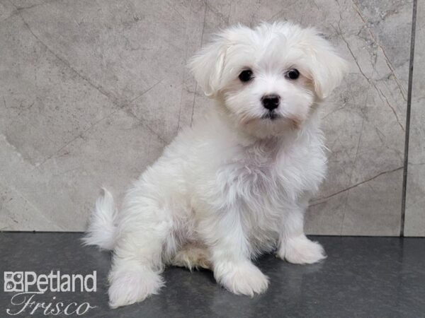 Maltese-DOG-Female-White-27854-Petland Frisco, Texas