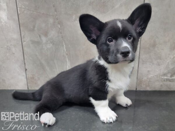 Cardigan Welsh Corgi-DOG-Male-Black and White-27856-Petland Frisco & Mckinney, Texas