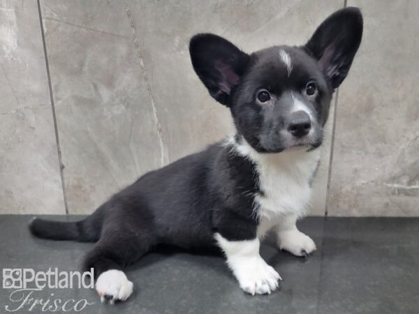 Cardigan Welsh Corgi DOG Male Black and White 27856 Petland Frisco, Texas