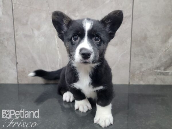 Cardigan Welsh Corgi DOG Male Black and White 27855 Petland Frisco, Texas