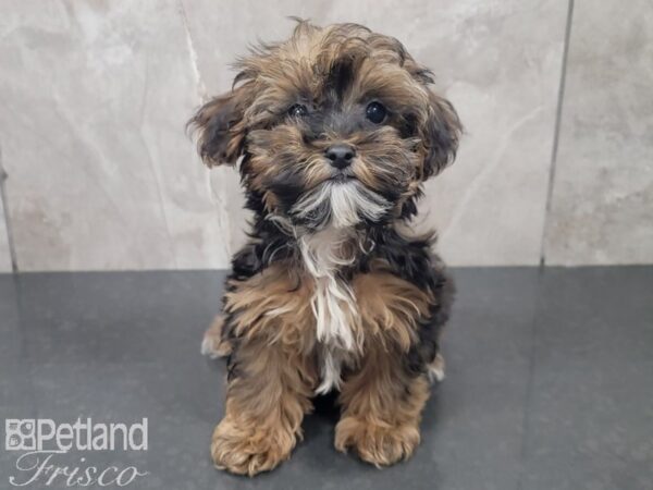 Yorkiepoo-DOG-Male-Brown and Sable-27857-Petland Frisco, Texas