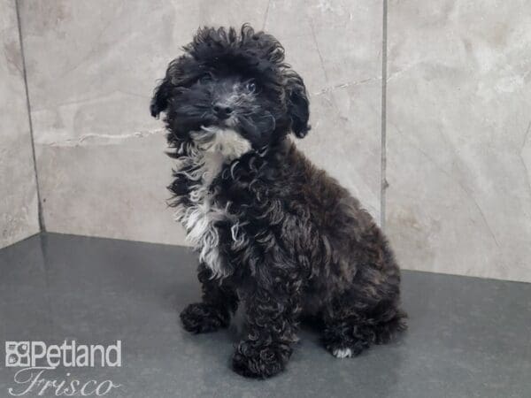 Yorkiepoo-DOG-Female-Black and White-27858-Petland Frisco, Texas