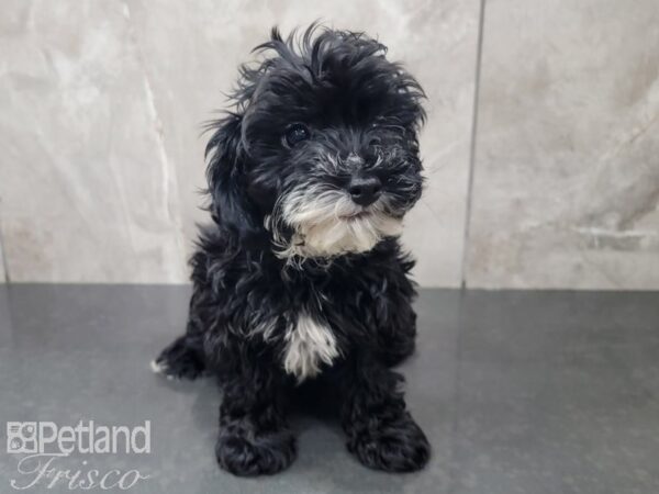 Yorkiepoo-DOG-Female-Black and White-27859-Petland Frisco, Texas