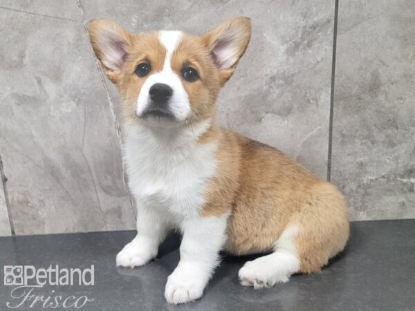 Pembroke Welsh Corgi-DOG-Male-Sable-27860-Petland Frisco, Texas