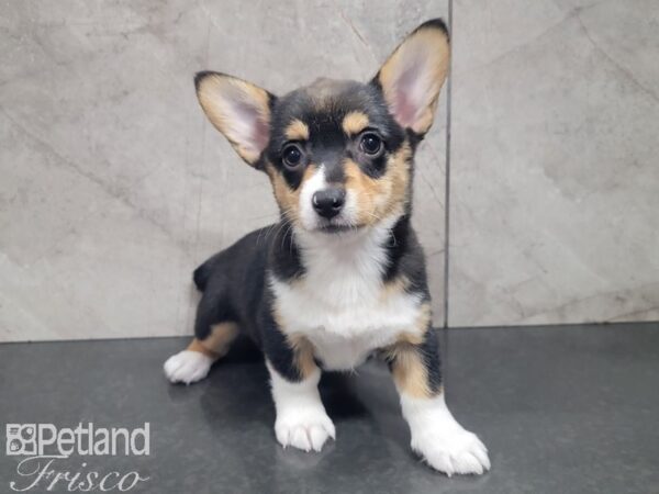 Pembroke Welsh Corgi-DOG-Female-Black and Tan-27861-Petland Frisco, Texas