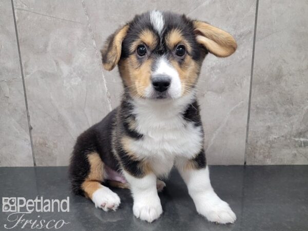 Pembroke Welsh Corgi-DOG-Male-Black and Tan-27862-Petland Frisco, Texas