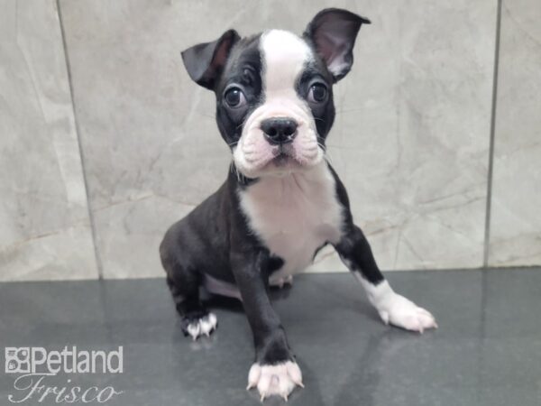 Boston Terrier-DOG-Male-Black and White-27863-Petland Frisco & Mckinney, Texas