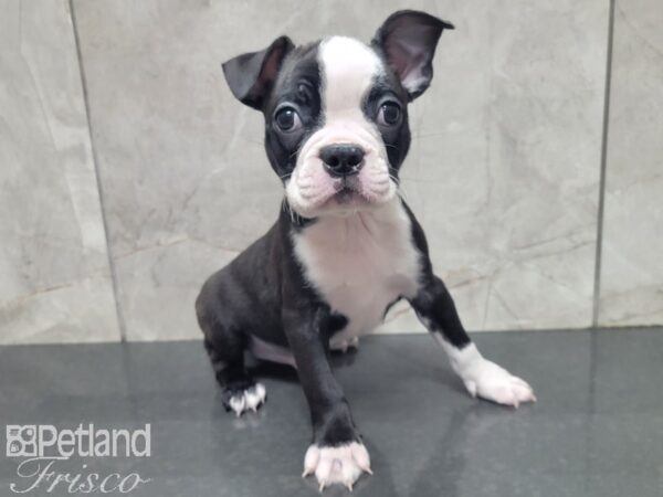 Boston Terrier DOG Male Black and White 27863 Petland Frisco, Texas