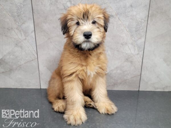 Soft Coated Wheaten Terrier DOG Female Wheaten 27864 Petland Frisco, Texas