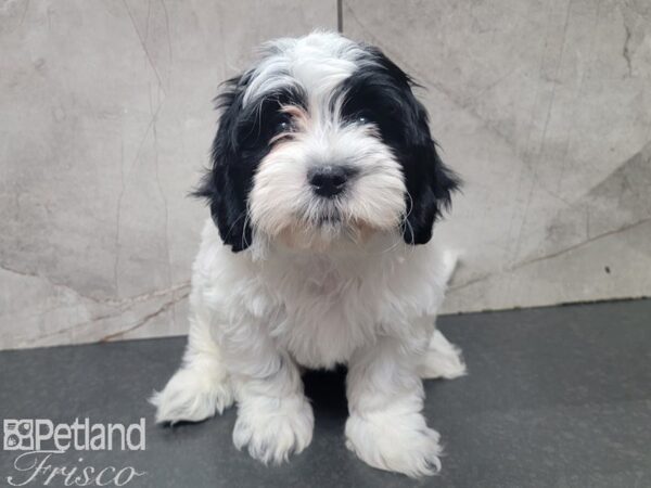 Teddy Bear DOG Male Black and White 27865 Petland Frisco, Texas