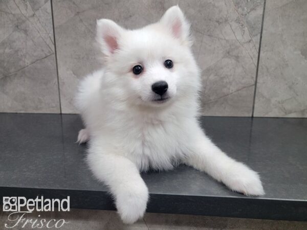 American Eskimo DOG Male White 27866 Petland Frisco, Texas