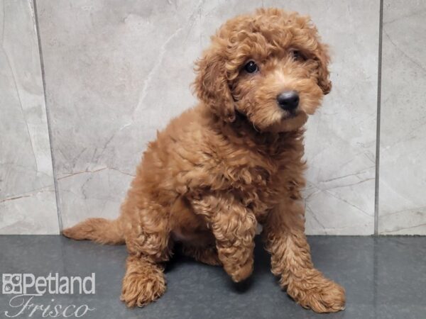 F1B Goldendoodle DOG Female Red 27867 Petland Frisco, Texas