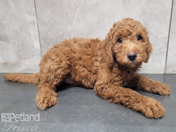 F1B Goldendoodle DOG Male Red 27868 Petland Frisco, Texas