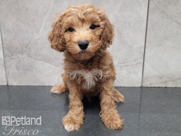 F1B Goldendoodle DOG Male Red 27869 Petland Frisco, Texas