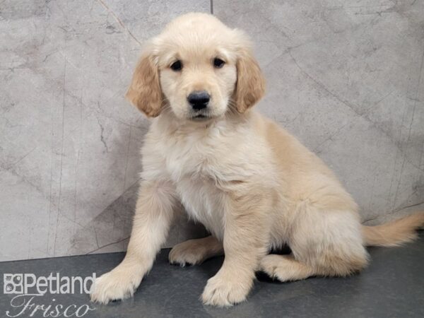 Golden Retriever-DOG-Female-Golden-27870-Petland Frisco & Mckinney, Texas