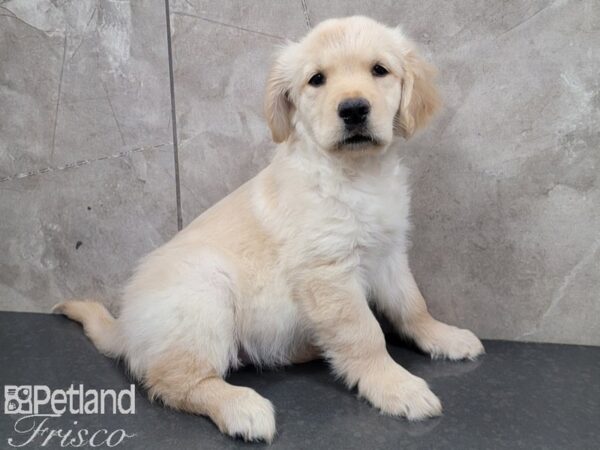 Golden Retriever-DOG-Female-Golden-27871-Petland Frisco & Mckinney, Texas