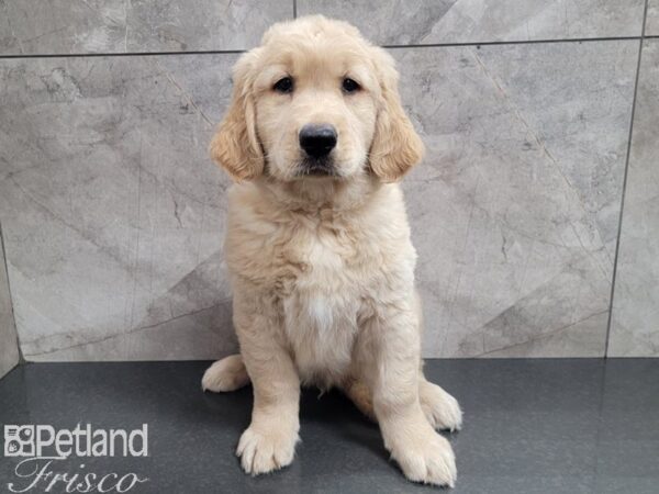 Golden Retriever-DOG-Male-Golden-27872-Petland Frisco & Mckinney, Texas