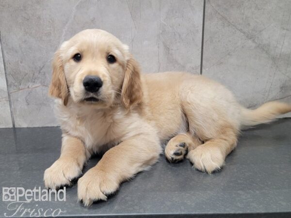 Golden Retriever-DOG-Male-Golden-27873-Petland Frisco & Mckinney, Texas