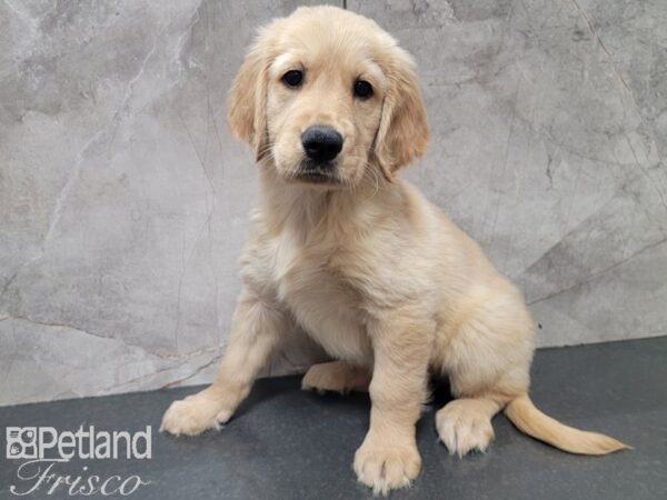 Golden Retriever-DOG-Female-Gold-27874-Petland Frisco & Mckinney, Texas