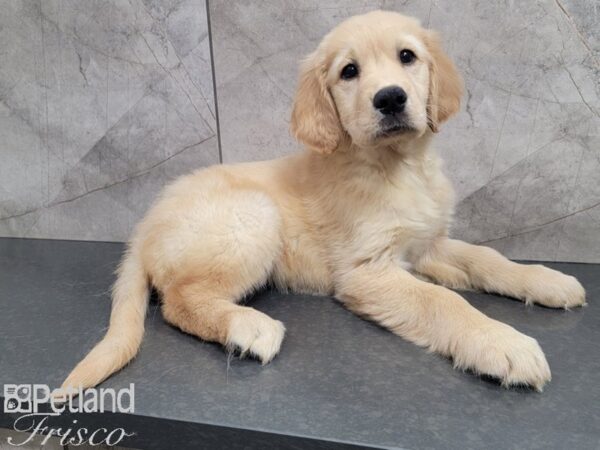 Golden Retriever-DOG-Female-Gold-27875-Petland Frisco & Mckinney, Texas