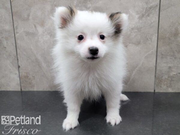 Pomeranian DOG Female SABLE  WHT 27877 Petland Frisco, Texas