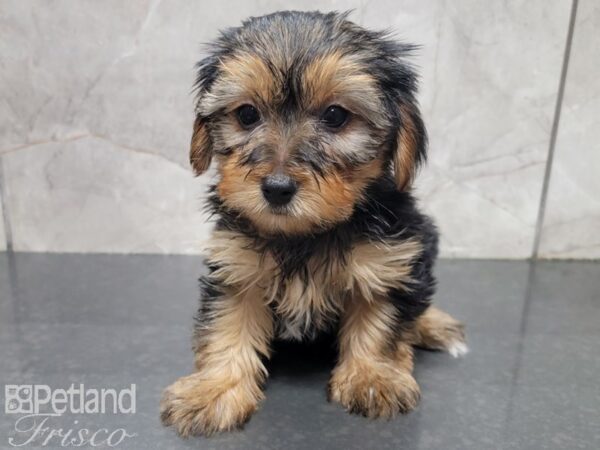 Yorkshire Terrier-DOG-Female-BLK TAN-27878-Petland Frisco & Mckinney, Texas