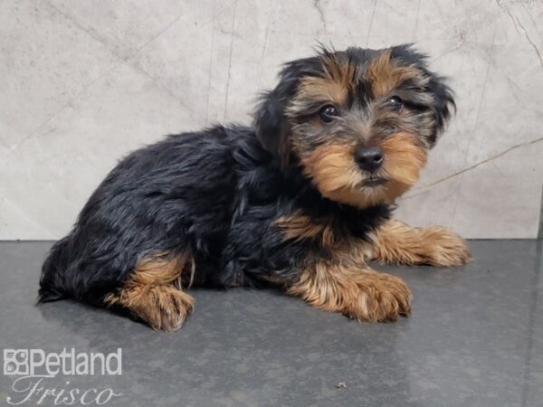Yorkshire Terrier-DOG-Male-BLK TAN-27879-Petland Frisco & Mckinney, Texas