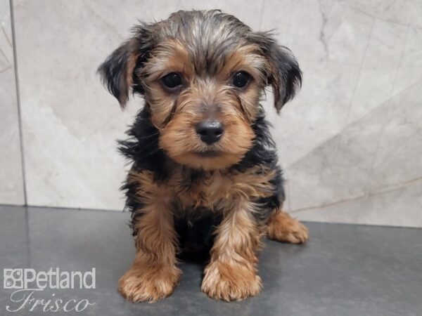Yorkshire Terrier-DOG-Male-BLK TAN-27880-Petland Frisco & Mckinney, Texas