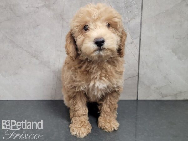 Miniature Poodle-DOG-Male-RED-27881-Petland Frisco & Mckinney, Texas