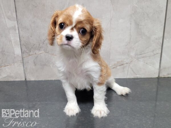 Cavalier King Charles Spaniel-DOG-Female-BLENHEIM-27882-Petland Frisco & Mckinney, Texas