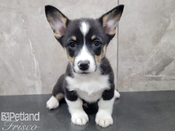 Pembroke Welsh Corgi-DOG-Male-TRI-27883-Petland Frisco & Mckinney, Texas