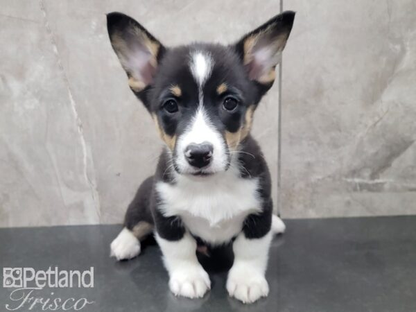 Pembroke Welsh Corgi-DOG-Male-TRI-27883-Petland Frisco, Texas