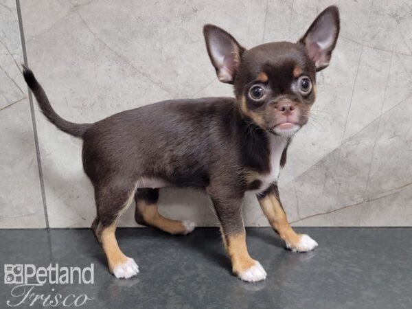 Chihuahua-DOG-Female-brown white TAN-27884-Petland Frisco, Texas