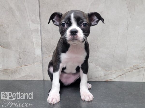 Boston Terrier DOG Female BRINDLE WHITE 27886 Petland Frisco, Texas