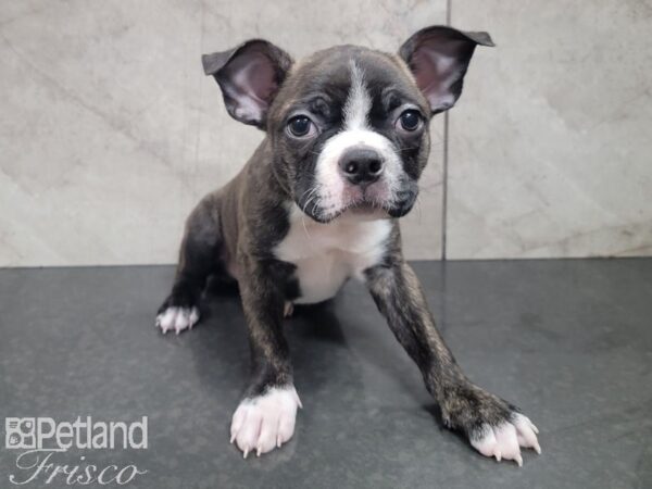 Boston Terrier-DOG-Male-BRINDLE WHITE-27887-Petland Frisco, Texas