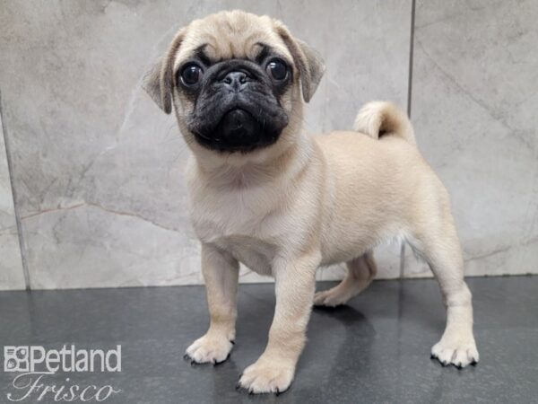 Pug-DOG-Female-Fawn-27888-Petland Frisco & Mckinney, Texas