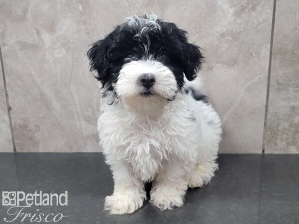 Mal Poo-DOG-Male-BLK WH-27889-Petland Frisco & Mckinney, Texas