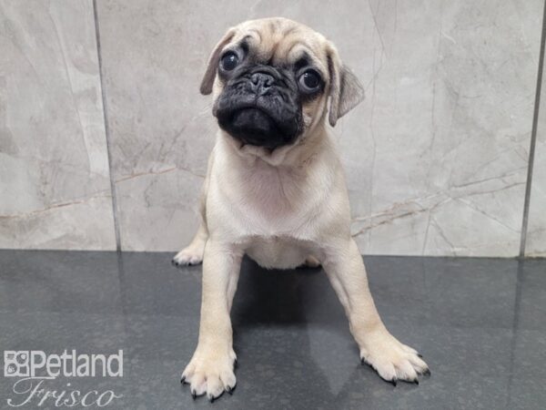 Pug-DOG-Male-FAWN-27890-Petland Frisco & Mckinney, Texas