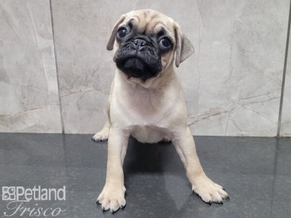 Pug-DOG-Male-FAWN-27890-Petland Frisco, Texas