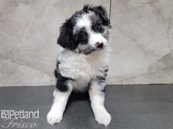 Miniature Australian Shepherd-DOG-Male-Blue Merle-27891-Petland Frisco & Mckinney, Texas