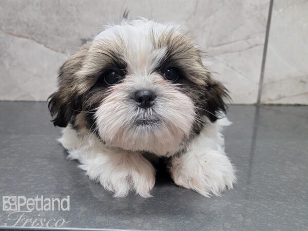 Shih Tzu-DOG-Male-BROWN WH-27892-Petland Frisco & Mckinney, Texas