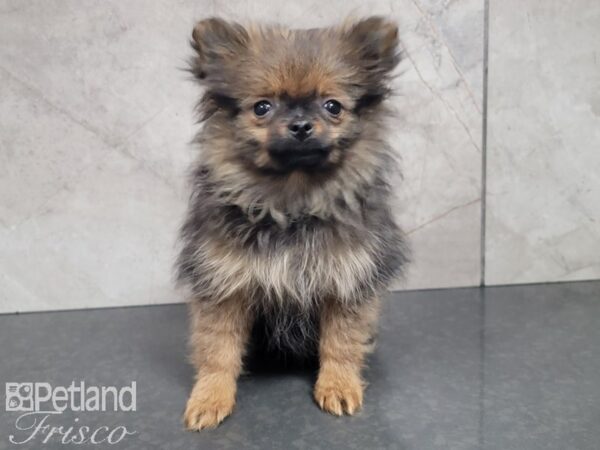 Pomeranian-DOG-Female-SABLE DARK-27893-Petland Frisco, Texas