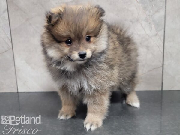 Pomeranian-DOG-Male-SABLE-27894-Petland Frisco & Mckinney, Texas