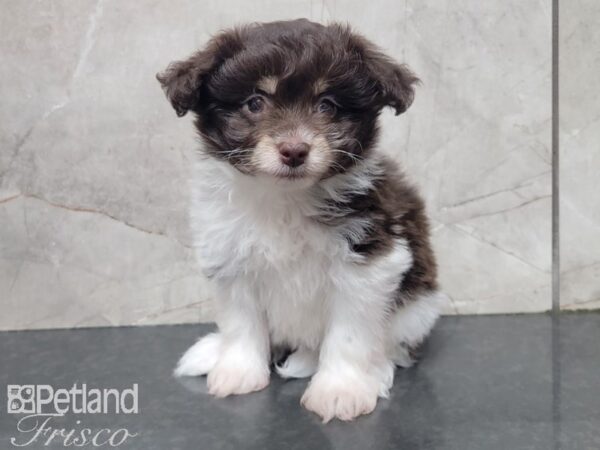 POM CHON DOG Female CHOC WHITE 27895 Petland Frisco, Texas