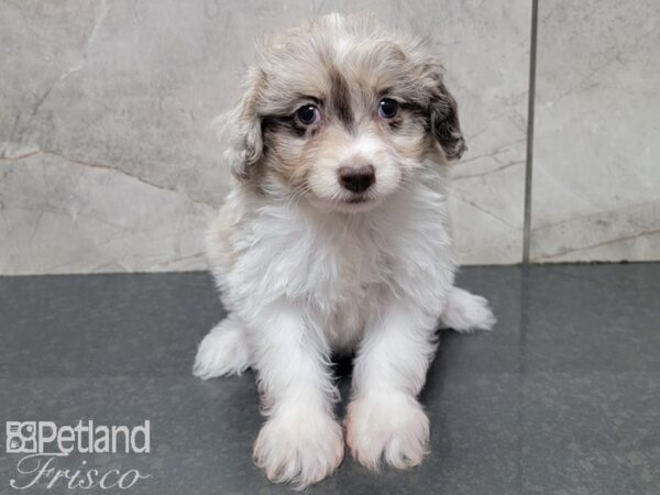 POM CHON DOG Female GRAY WHITE 27896 Petland Frisco, Texas