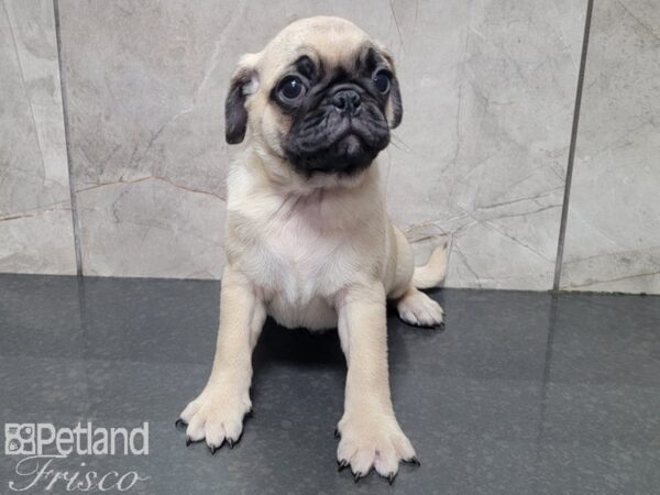 Pug DOG Male FAWN 27898 Petland Frisco, Texas